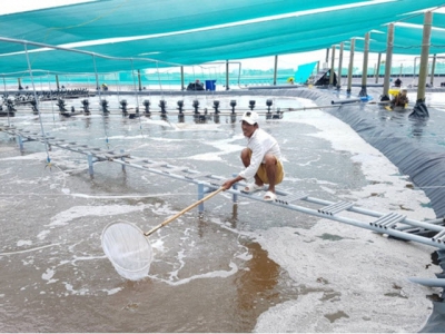 Environmental issues in intensive shrimp farming unsolved