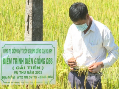 Giống lúa VNR10 và ĐB6 cải tiến năng suất 'khủng' vụ thu 2021