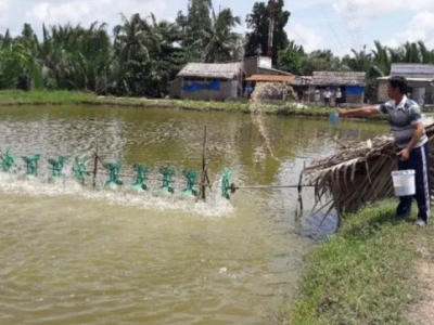Novel feeding strategy boosts fish farmers incomes by 22 percent