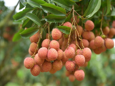 Luc Ngan ends lychee season earlier with smooth consumption