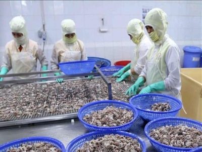 Squid, octopus exports to China on the rise
