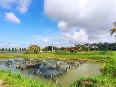 Researchers make tilapia lake virus breakthrough