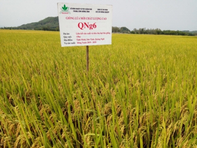 Nhiều giống lúa mới chất lượng từ đề tài khoa học