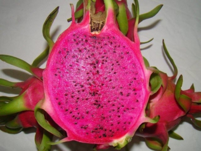 Cultivating purple-pink fleshed dragon fruit to export to Europe