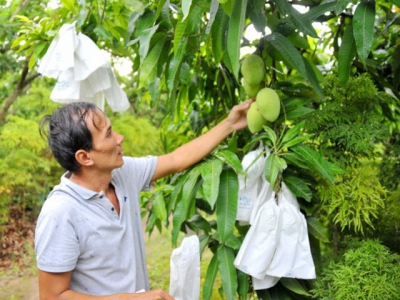 Calculating the long run for mango, towards high-end export markets
