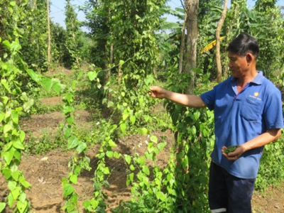 Hạn chế bệnh trên cây hồ tiêu