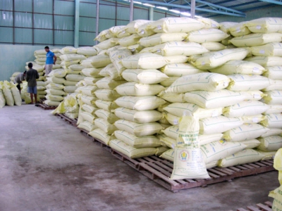 Farmers actively choose good rice seeds for summer – autumn crop