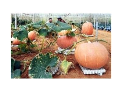 Bí Ngô Khổng Lồ Nặng 80kg