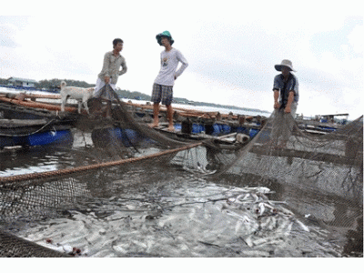 Cá Lồng Bè Lại Chết Hàng Loạt Ở Long Sơn