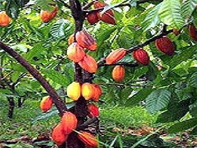 Giá Ca Cao Giảm Mạnh Ở Lâm Đồng