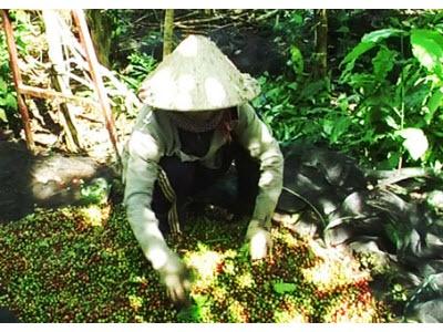 Khổ Vì Cà Phê Chín Sớm “Đụng” Mưa Ở Đồng Nai