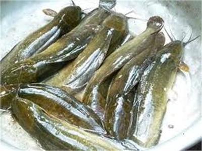 Thí Điểm Nuôi Thương Phẩm Cá Trê Phú Quốc Ở Kiên Giang