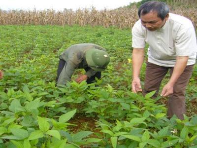 Hiệu Quả Kinh Tế Cao Từ Thâm Canh Đậu Tương