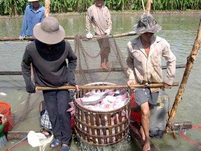 Chủ Động Ương Cá Tra Giống An Toàn Sinh Học Ở Cai Lậy (Tiền Giang)