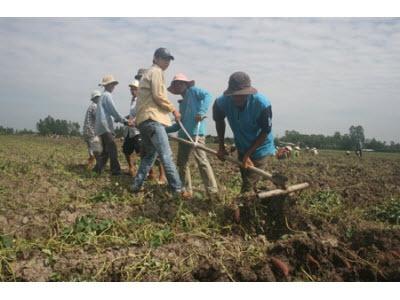 Mở Đường Cho Khoai Lang Xuất Ngoại