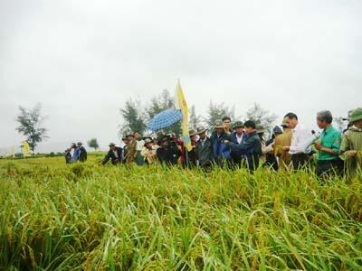 Giống Lúa Lai 3 Dòng GS9 Cho Năng Suất Rất Cao Ở Quảng Nam