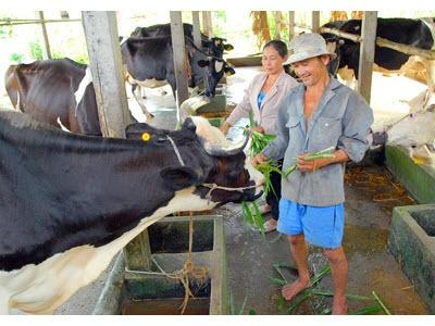 Thành Phố Hồ Chí Minh Cần Mô Hình Nuôi Bò Sữa Mới