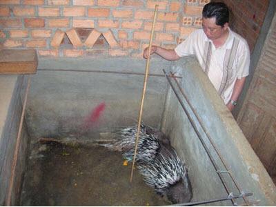 Nhím Nuôi Rớt Giá Ở Bình Thuận