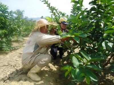 Ông Lê Văn Tám Bội Thu Từ Trồng Ổi