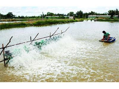 Thành Công Mô Hình Chuyển Đổi Trong Ao Nước Lợ