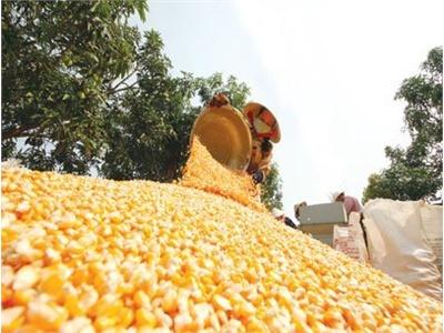 Giá Thức Ăn Chăn Nuôi “Hạ Nhiệt”