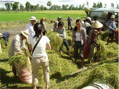 Làm Giàu Ở Cù Lao Ông Hổ