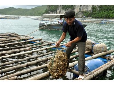 Khai Thác, Nuôi Trồng Thuỷ Sản Ở Vân Đồn