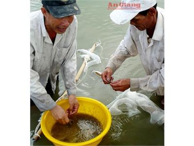 Mô Hình Nuôi Trồng Và Chế Biến Thủy Sản Hiệu Quả