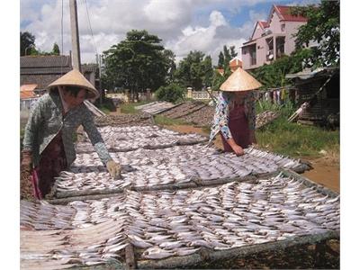 Giá Nguyên Liệu Đầu Vào Tăng, Ngư Dân Khai Thác Và Chế Biến Thủy, Hải Sản Gặp Khó