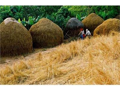 Xây Dựng Mô Hình Công Nghệ Chế Biến Phụ Phẩm Nông Nghiệp Làm Thức Ăn Cho Bò