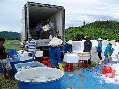 Tăng Cường Kiểm Tra Thương Lái Trung Quốc Thu Mua Tôm Nguyên Liệu