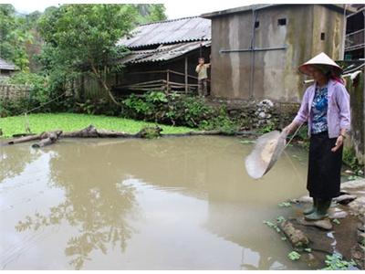 Tiềm Năng Thủy Sản Ở Than Uyên (Lai Châu)