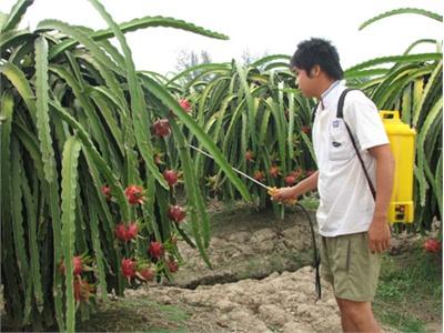 Thanh Long Ép Lúa, Thiệt Hại Khó Lường