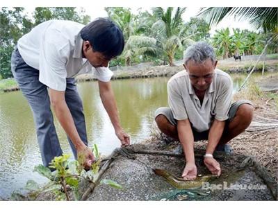 Nông Dân Làm Giàu Từ Nuôi Cá Chình