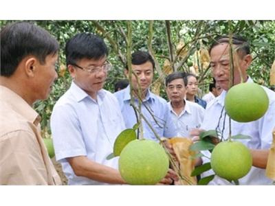 Bưởi Phúc Trạch Được Mùa