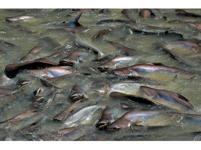Cá Da Trơn Trung Quốc Giữ Giá Do Dịch Bệnh