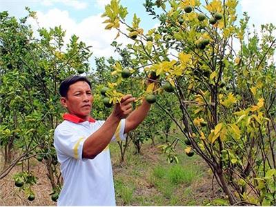 Lao Đao Với Bệnh Vàng Lá Gân Xanh