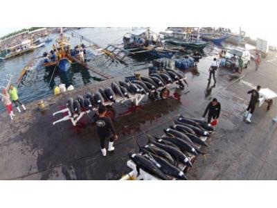 Philippines Tổ Chức Hội Nghị Về Chất Lượng Và Khả Năng Cạnh Tranh Của Cá Ngừ