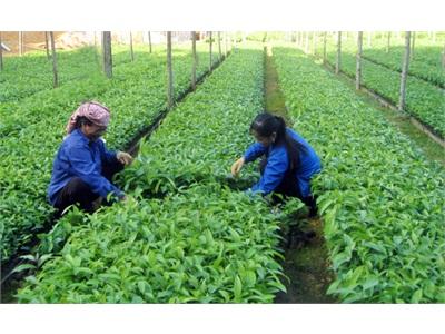 Bảo Yên (Lào Cai) Trồng Mới 1.000 Ha Cây Quế