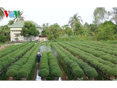 Phân Bón Giả Hoành Hành, Nông Dân Ở Đồng Bằng Sông Cửu Long Thiệt Hại Lớn