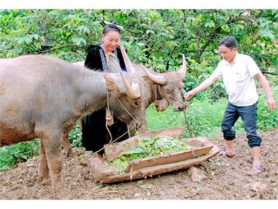 Tả Phìn Khai Thác Hiệu Quả Quỹ Đất Sản Xuất Lương Thực