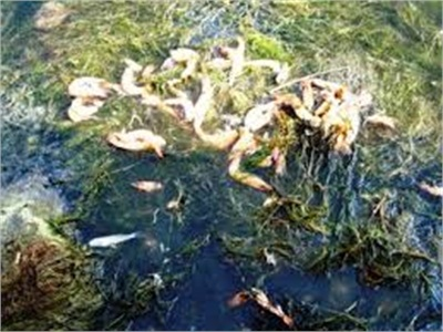 Huyện Đầm Dơi (Cà Mau) Dịch Bệnh Xuất Hiện Trên Tôm Nuôi