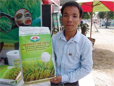 Gạo Sạch Quế Lâm Vẫn Khó Đầu Ra