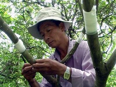 Cái Bè (Tiền Giang) Ghép Nhãn Ido Phòng Bệnh Chổi Rồng