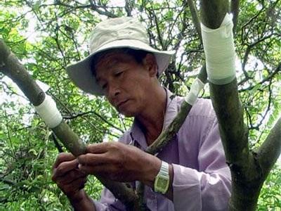 Cái Bè (Tiền Giang) Ghép Nhãn Ido Phòng Bệnh Chổi Rồng