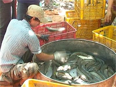 Giá Cá Lóc Đang Ở Mức Cao