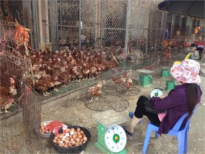 Chợ Gia Cầm Hà Vỹ Rốt Ráo Phòng Dịch