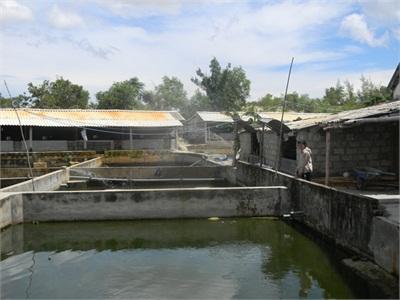 Cam Thuỷ (Lệ Thủy - Quảng Bình) Nhiều Gia Trại Thu Nhập Cao Từ Chăn Nuôi