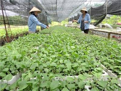 Nhiều Giống Hoa Triển Vọng Được Trại Giống Tân Khánh Đông Chuyển Giao Cho Nông Dân