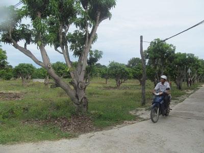 Đầu Tư Ồ Ạt Giống Xoài Úc
